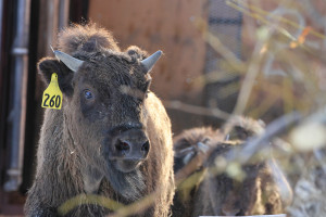 bison-2