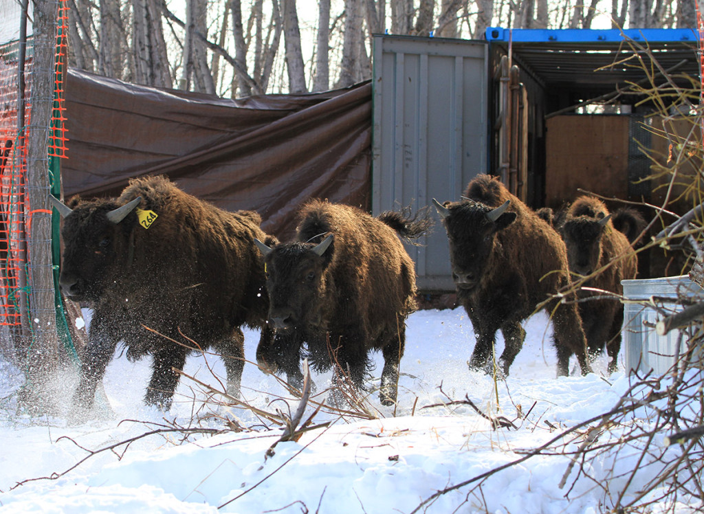 Four wood bison exiting a fabricated shipping container.